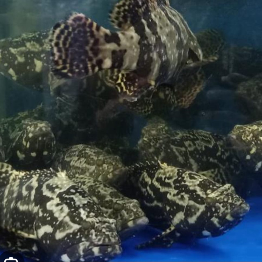 Benih Ikan Kerapu Macan